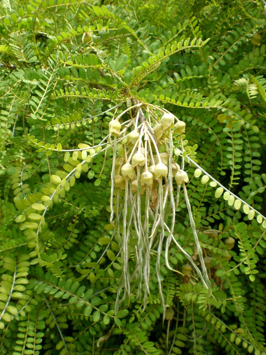 Софора Крымская