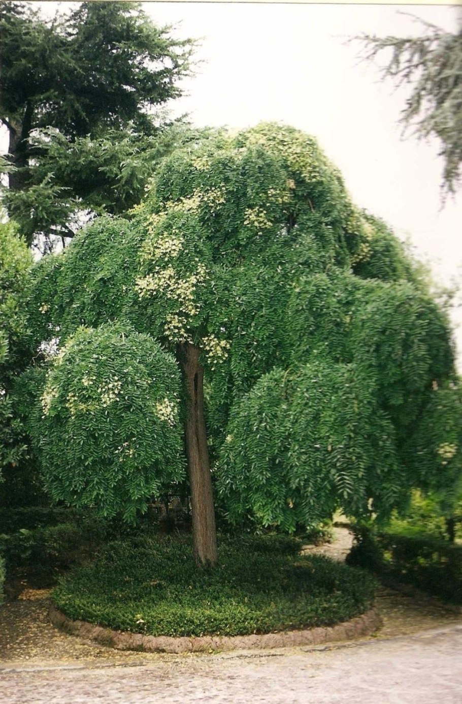 Софора Кавказская