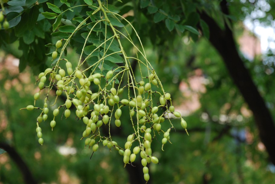 Софора японская Sophora japonica