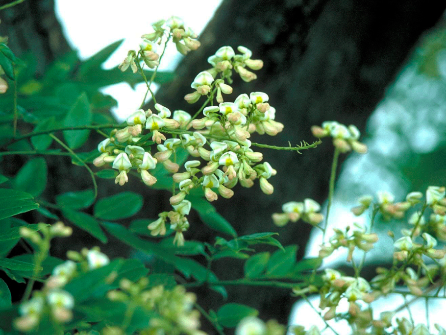 Софора (сорт 'Sun King' )