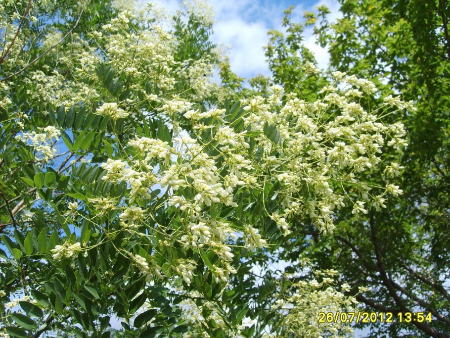 Софора японская Стифнолобиум японский