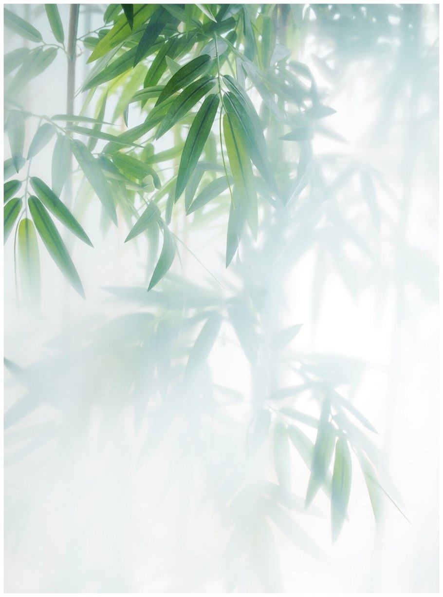 Листья за стеклом