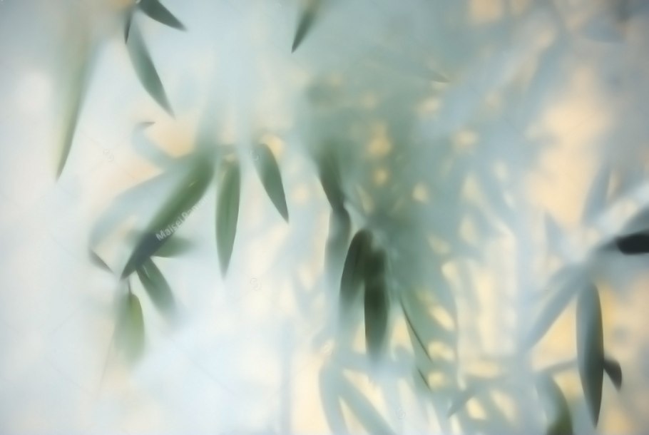 Листья за стеклом