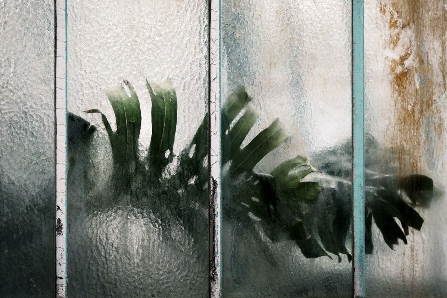 Тропики за стеклом