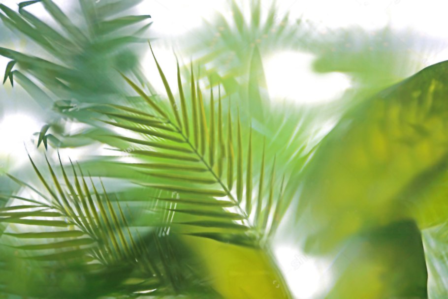 Пальмы за матовым стеклом