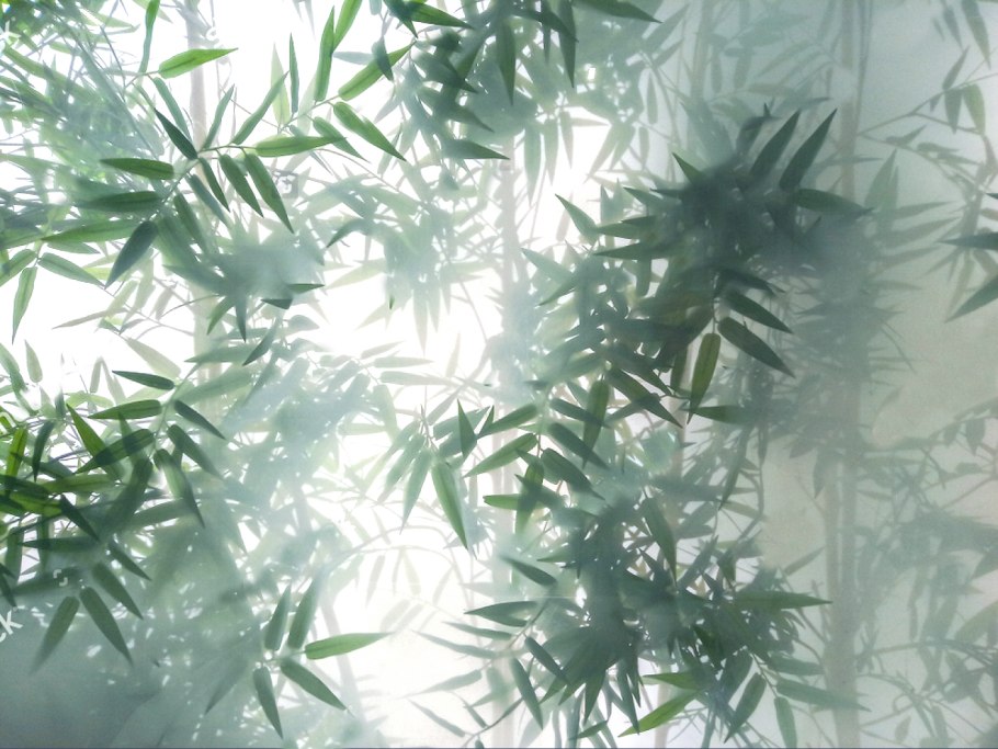 Матовое стекло с растениями