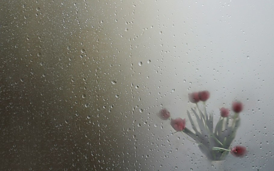 Цветы запотевшим стеклом