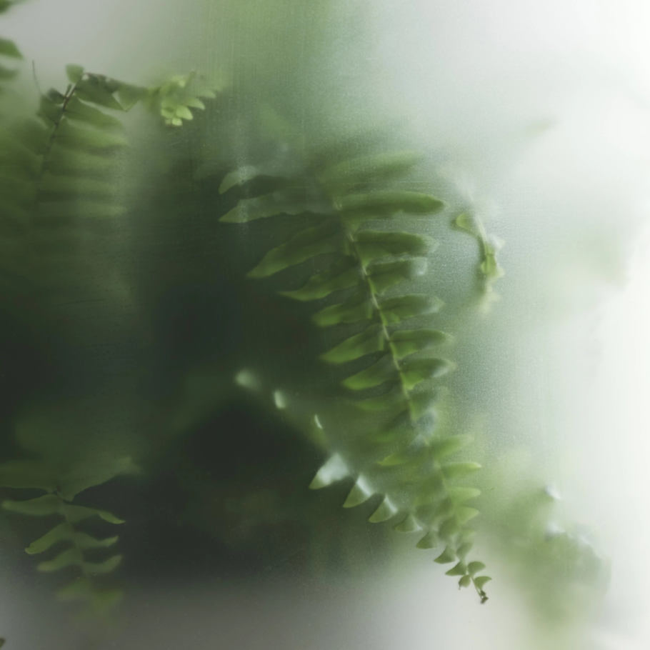 Plants behind Frosted Glass