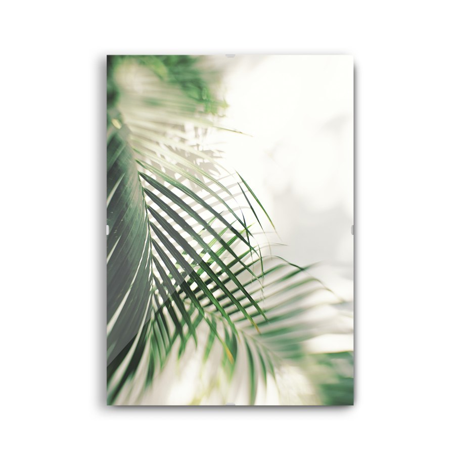 Лист пальмы под стеклом