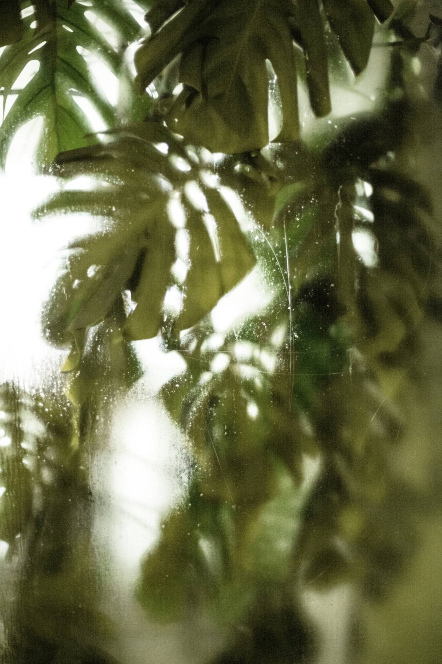 Тропики за стеклом