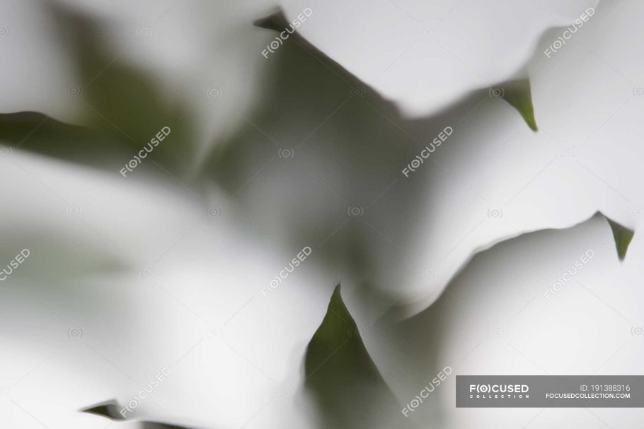 Листья за матовым стеклом