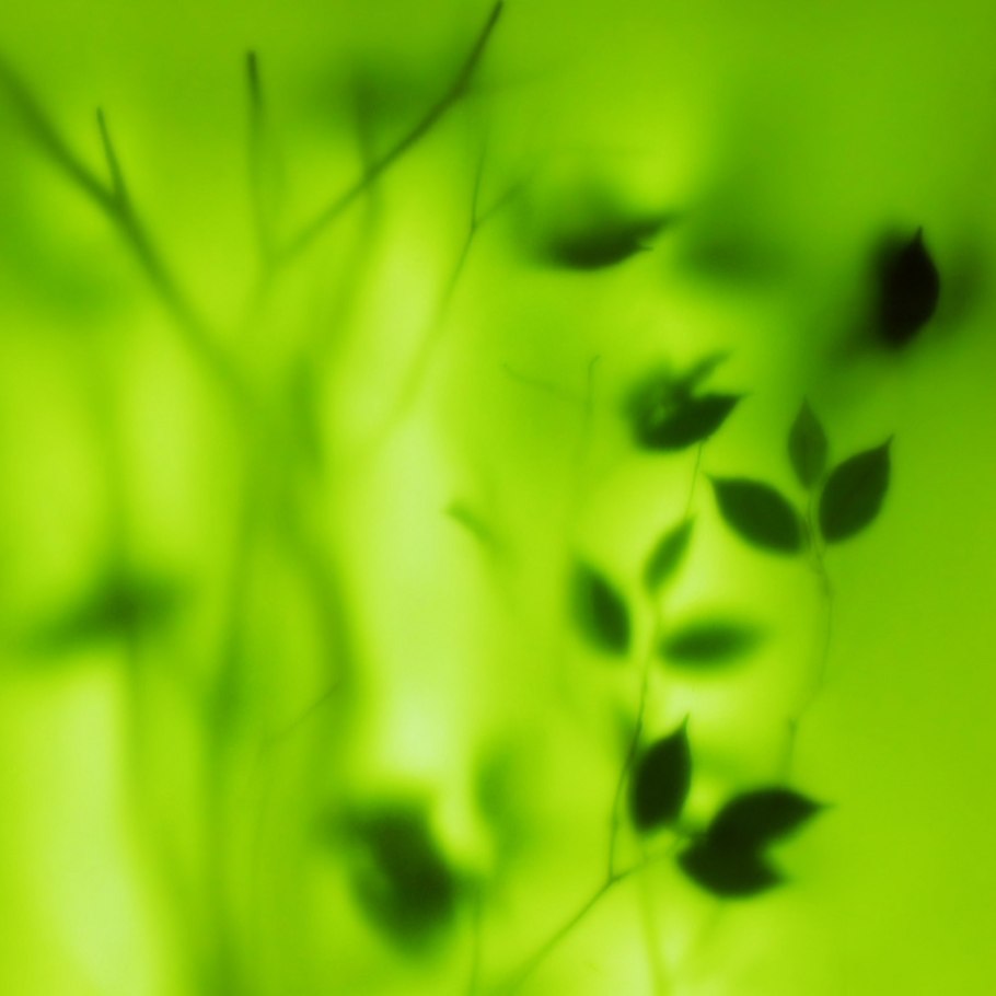 Зелень за матовым стеклом