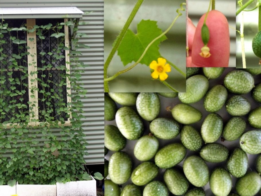 Мини огурцы мелотрия