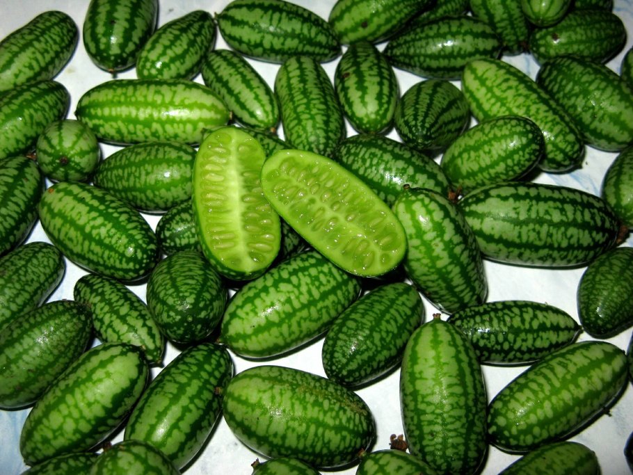 Мелотрия Арбуз мини