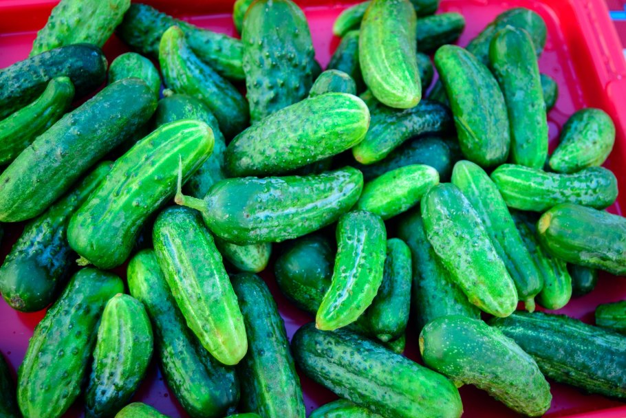 Огурец Егоза f1