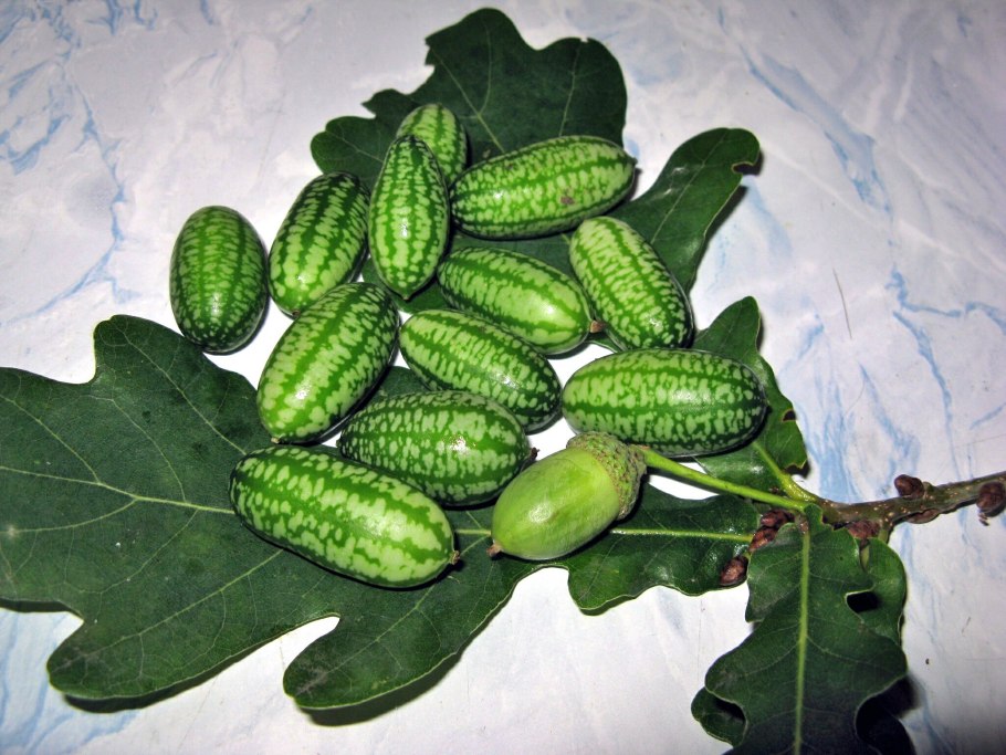 Африканский огурец мелотрия