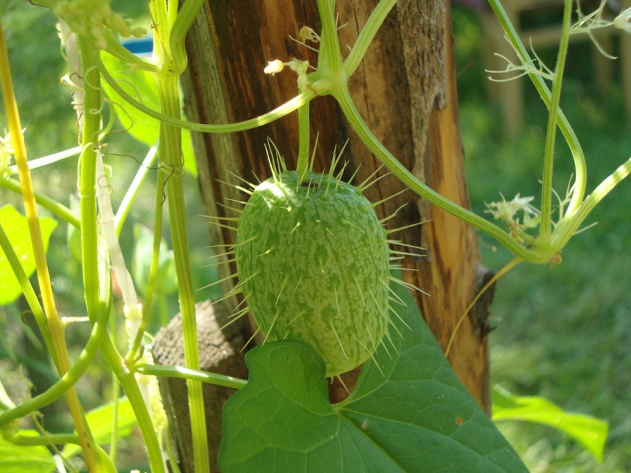 Эхиноцистис бешеный огурец