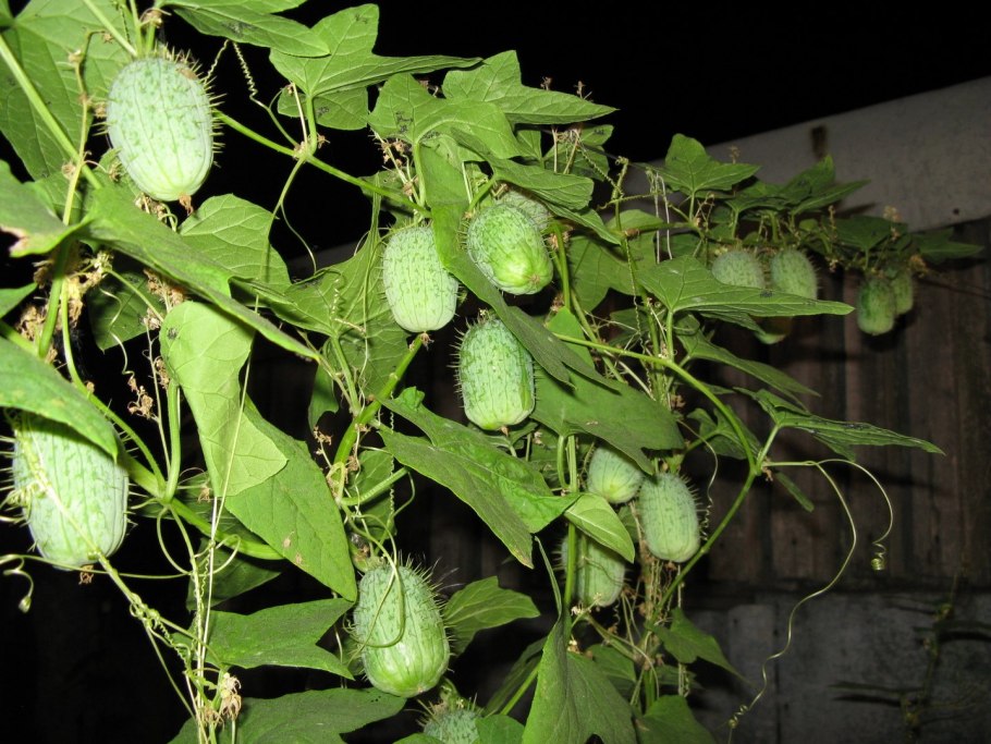 Лиана бешеный огурец