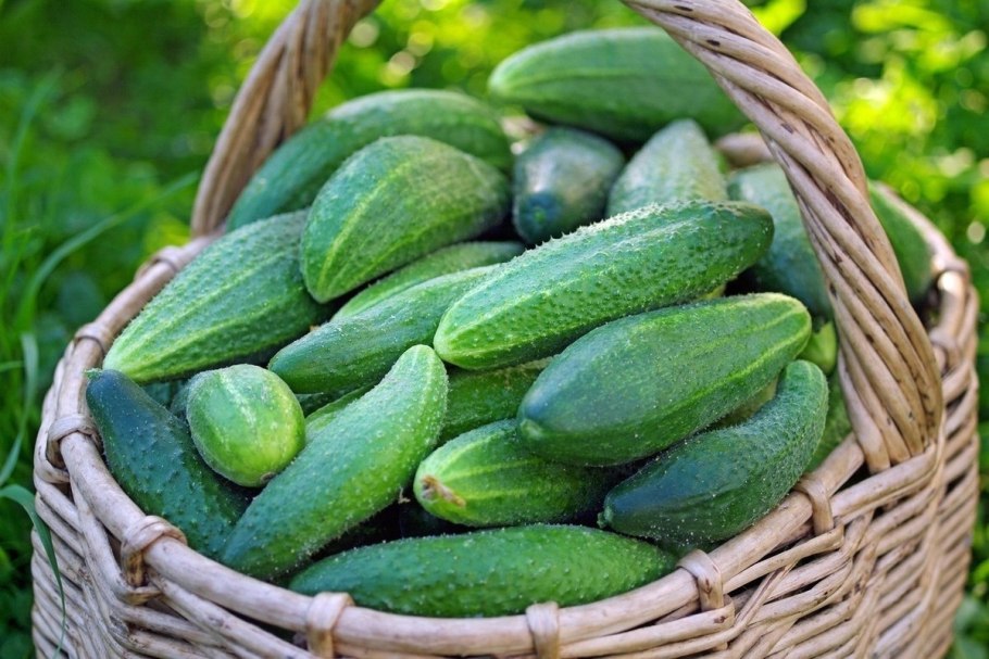 Огурец фото