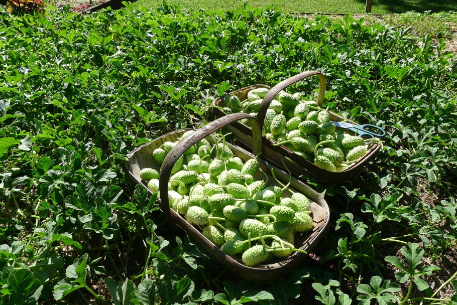 Ангурия антильский огурец