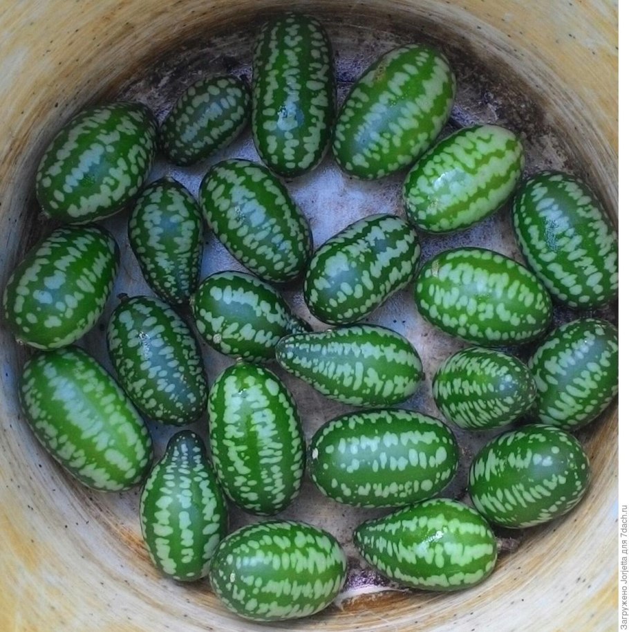 Огурцы мелотрия