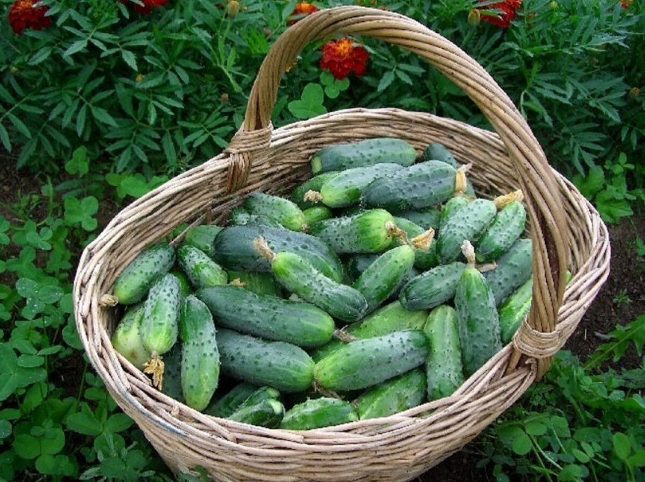 Огурец ВОРСЯНКОВЫЙ мохнатый Шмель
