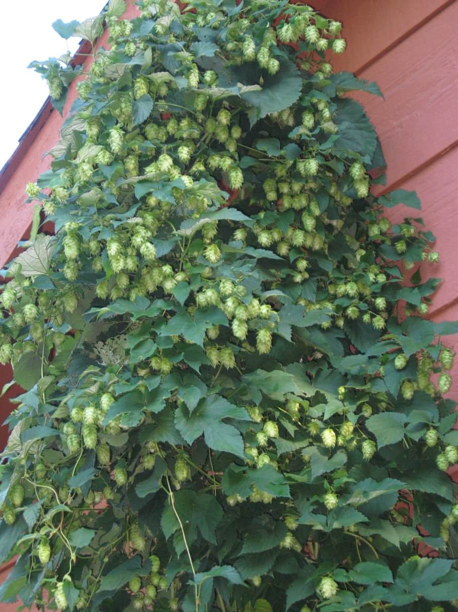 Хмель обыкновенный Лиана