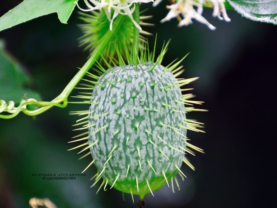 Эхиноцистис бешеный огурец