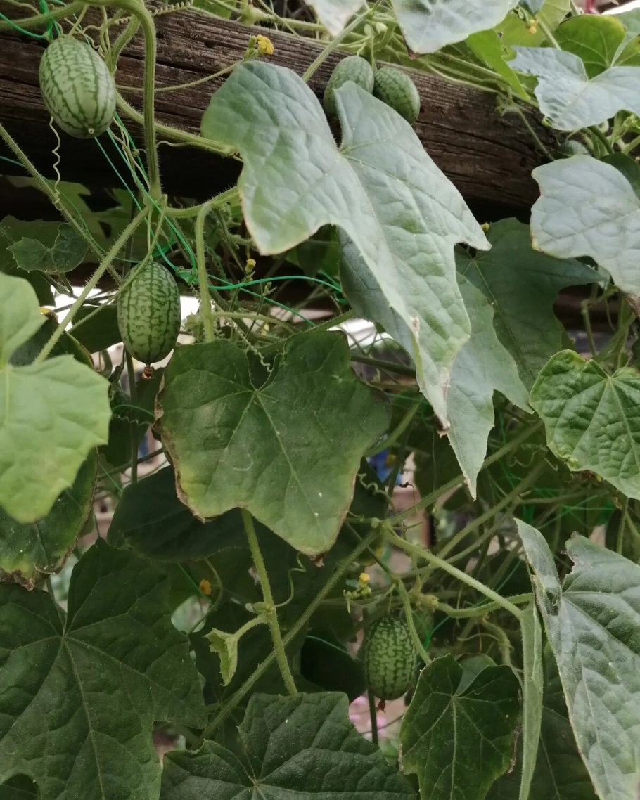 Мелотрия шершавая Лиана