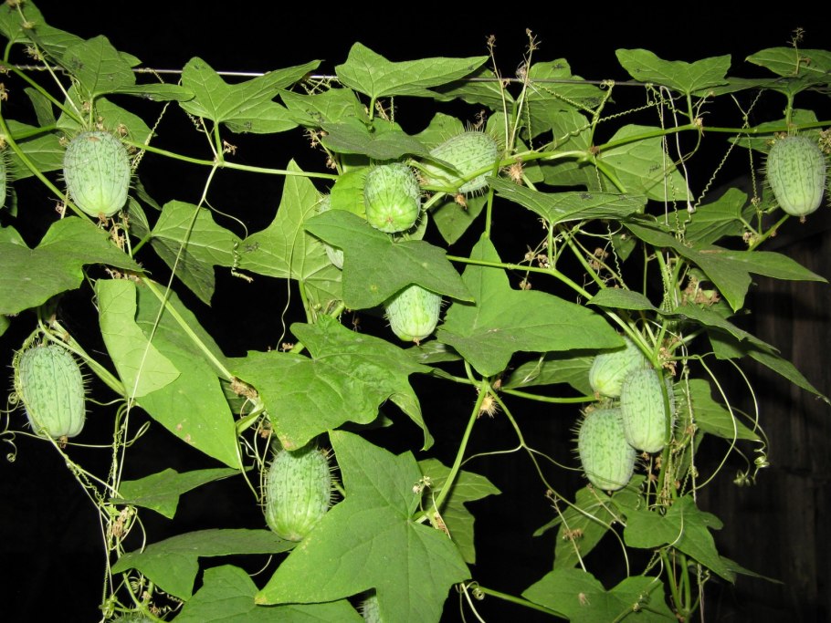 Лиана бешеный огурец
