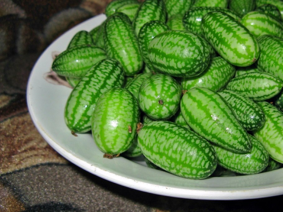 Декоративный огурец мелотрия