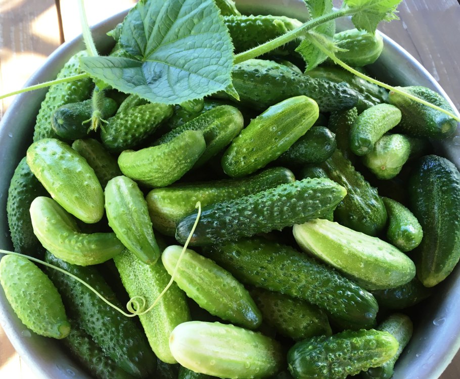 Огурцы короткие