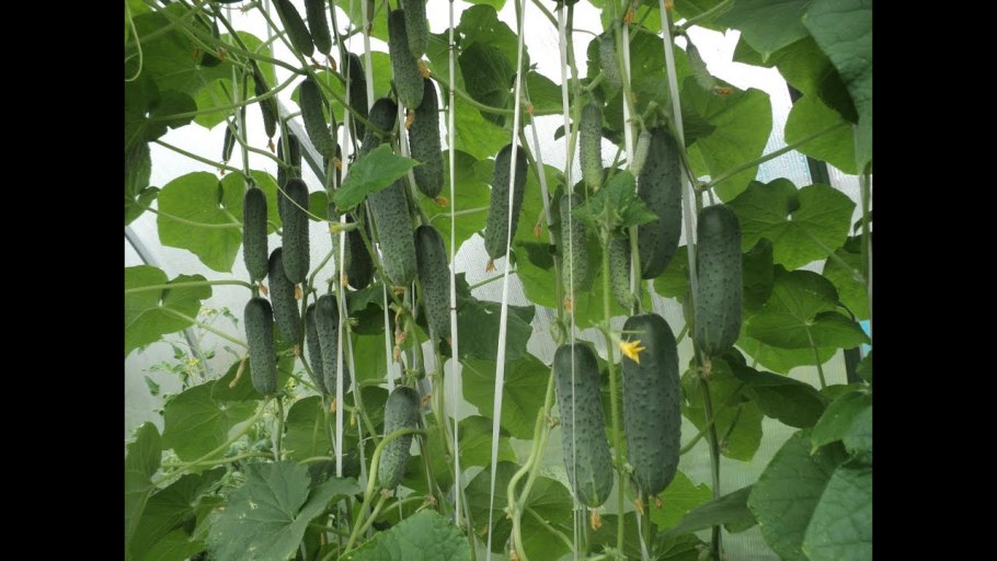 Огурцы плетистые