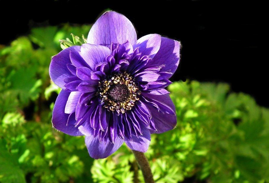 Анемона махровая Блу