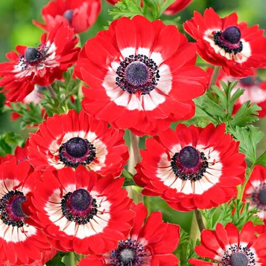 Анемона coronaria Governor