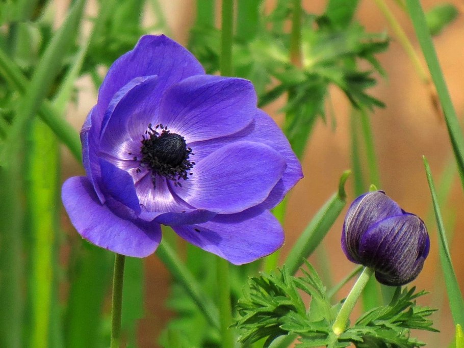 Анемона ветреница