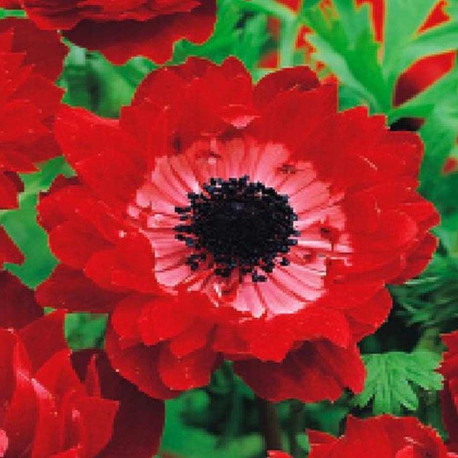 Цветы анемоны разноцветные