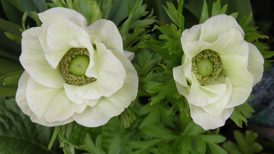 Анемона БЛАНДА Уайт Сплендор