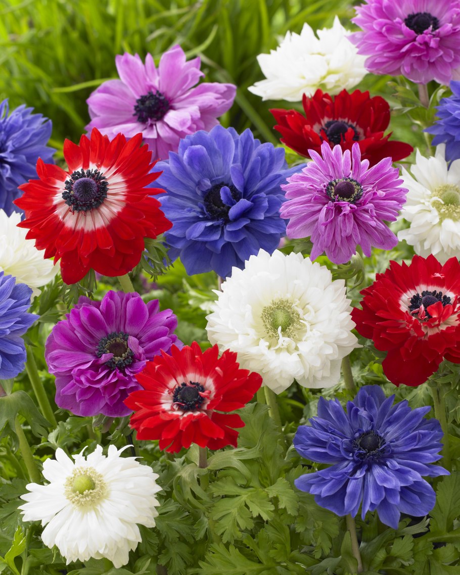 Анемона Бриджит микс