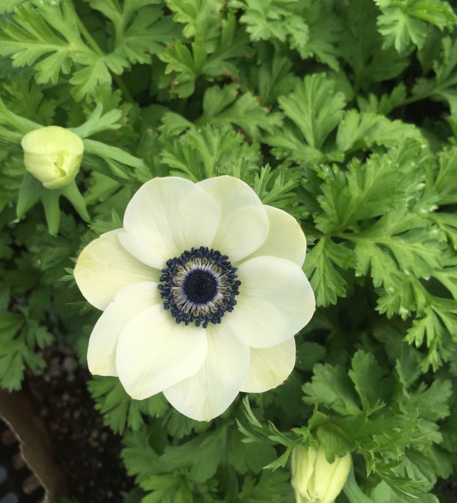 Анемона махровая Вайт