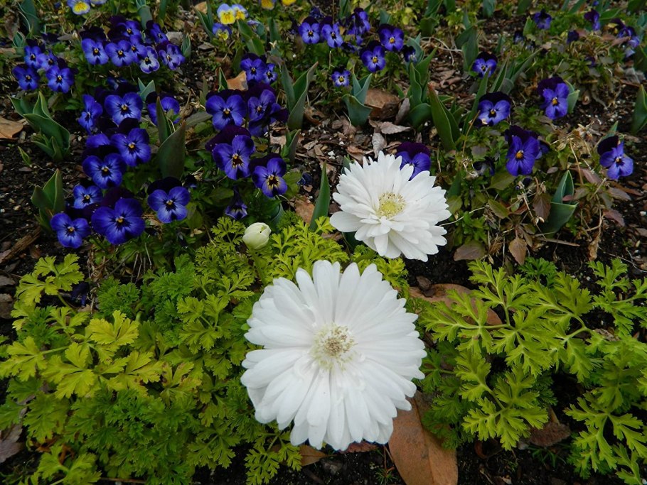 Анемона Говернор