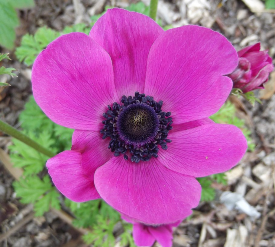 Анемона (ветреница) корончатая Anemone coronaria