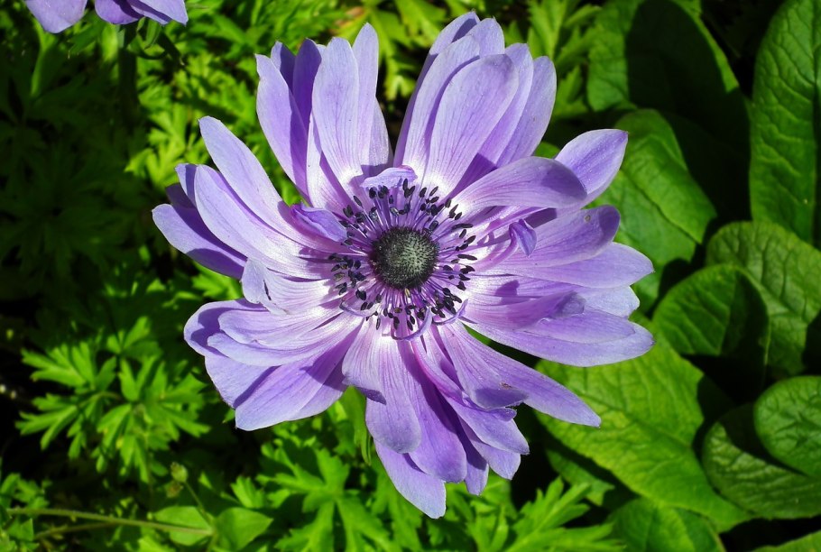 Анемона ветреница голубая
