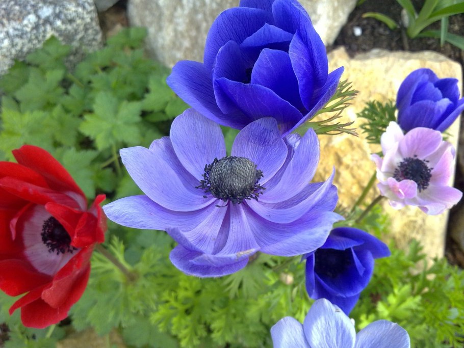 Анемона махровая Вайт