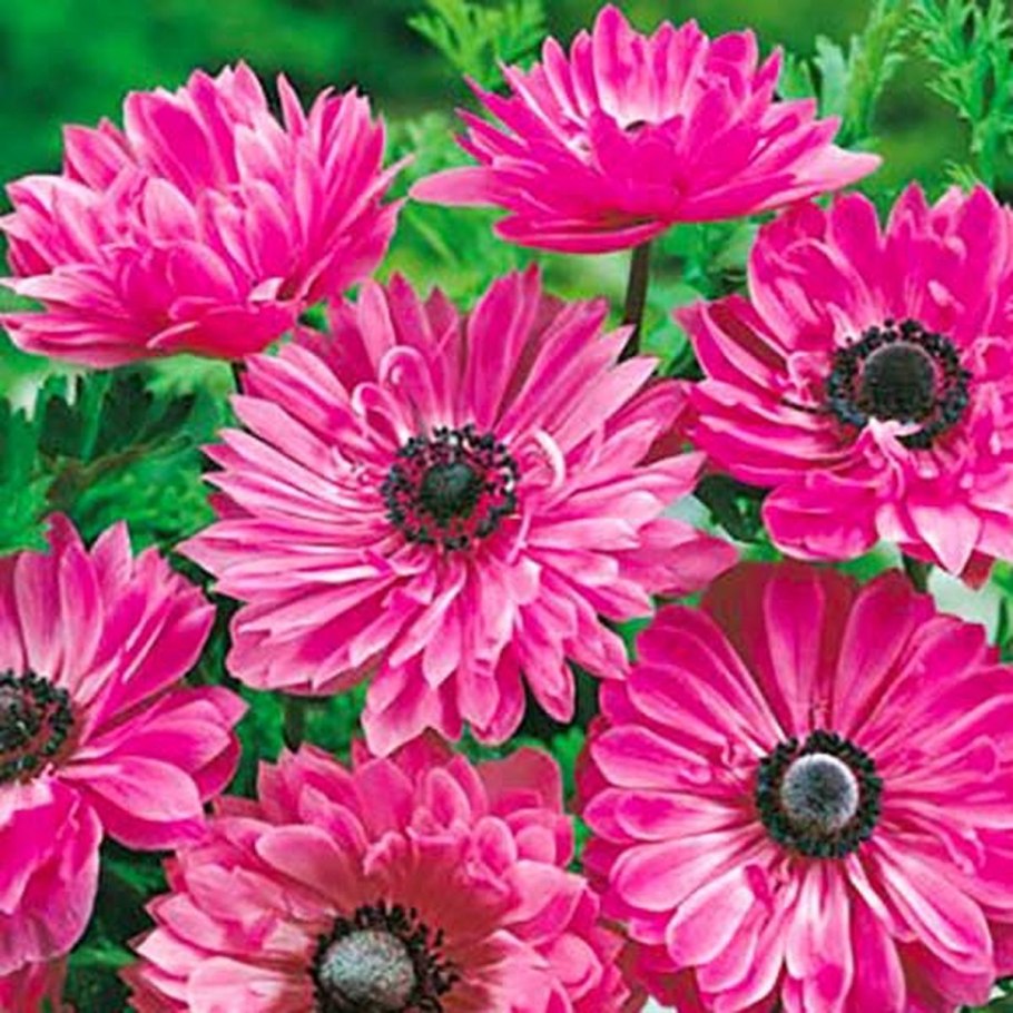 Анемона корончатая Адмирал