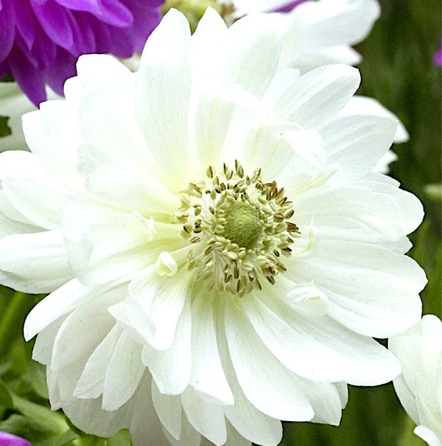 Анемона махровая Mount Everest