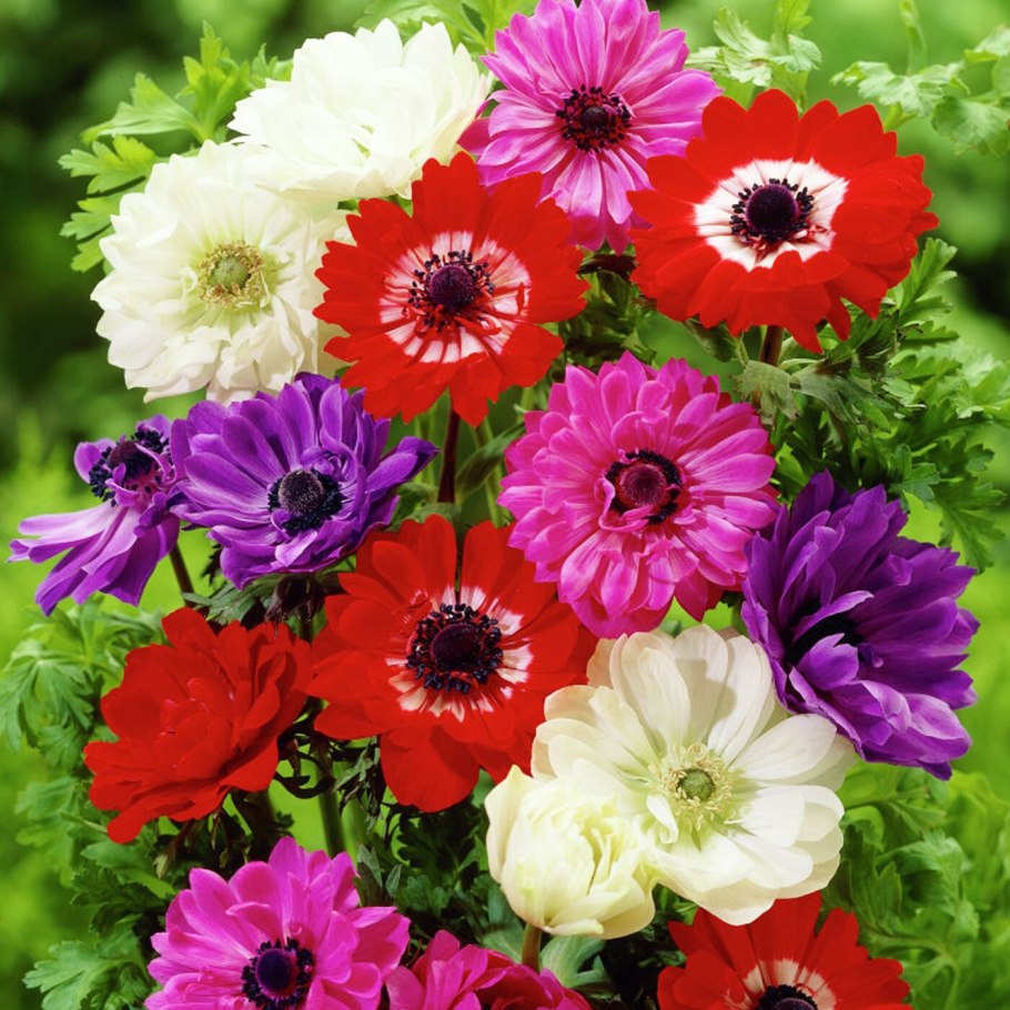 Анемона Бриджит микс