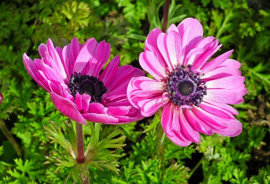 Анемона махровая Пинк