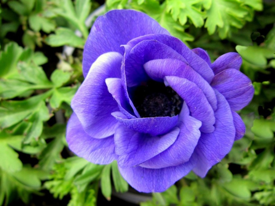 Ярко синие махровые анемоны