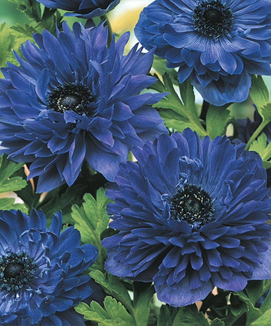 Анемона махровая Блу